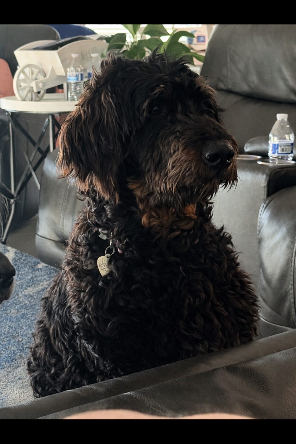 Photo of Gabriel Jan 26 - In Foster in Reidville, SC