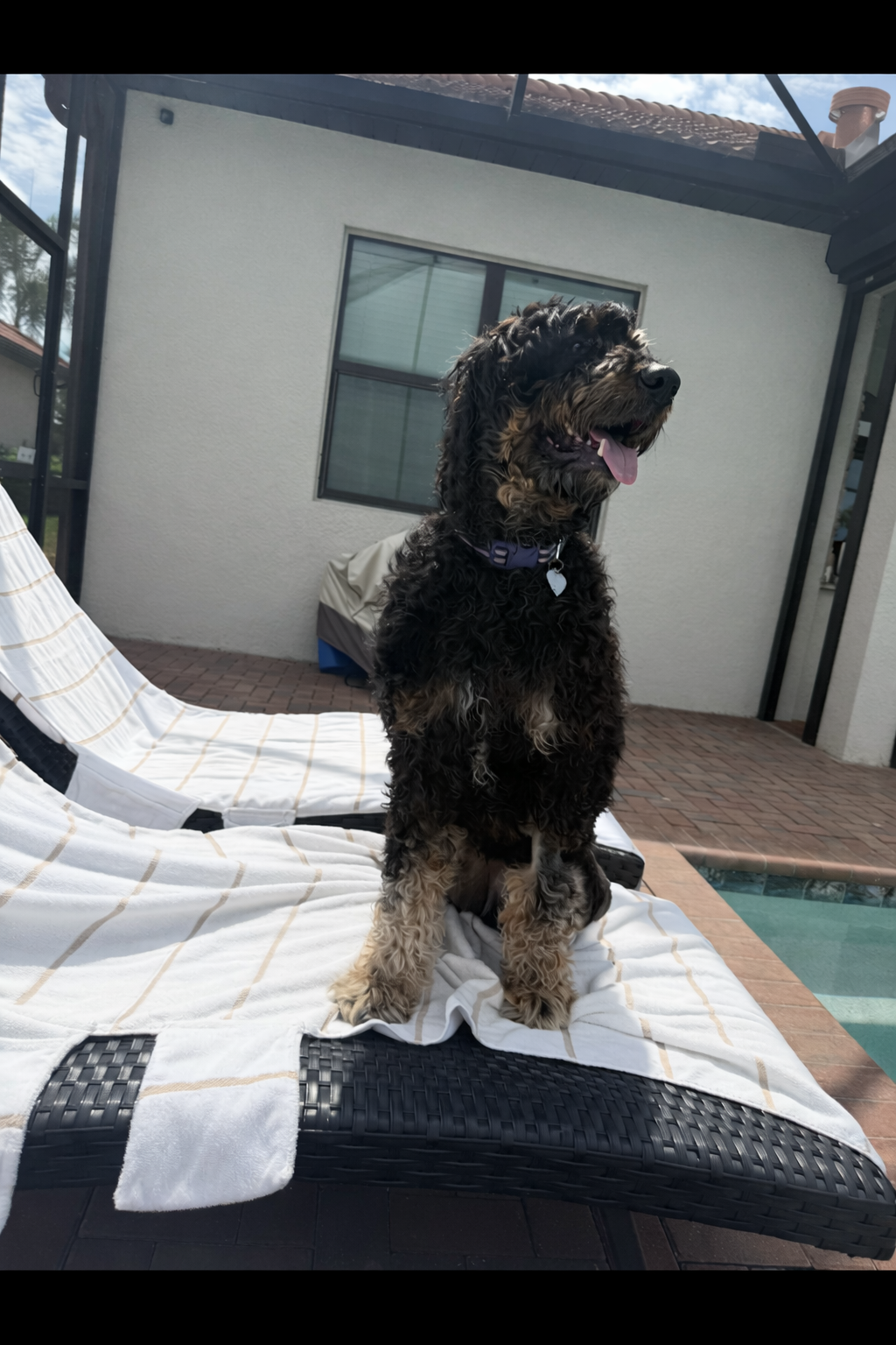 Photo 2 of 8 — Gabriel Jan 26 - In Foster in Reidville, SC