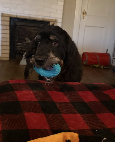 Photo 3 of 8 — Gabriel Jan 26 - In Foster in Reidville, SC