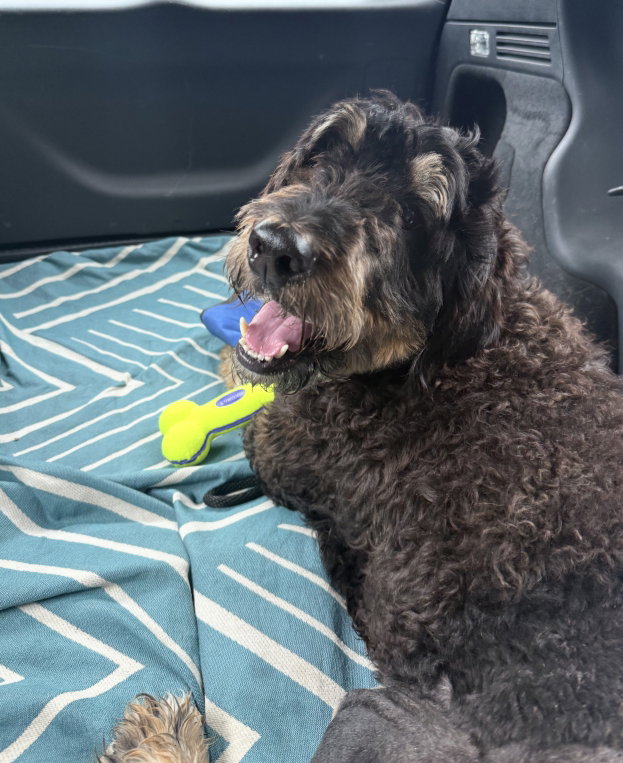 Photo 4 of 8 — Gabriel Jan 26 - In Foster in Reidville, SC