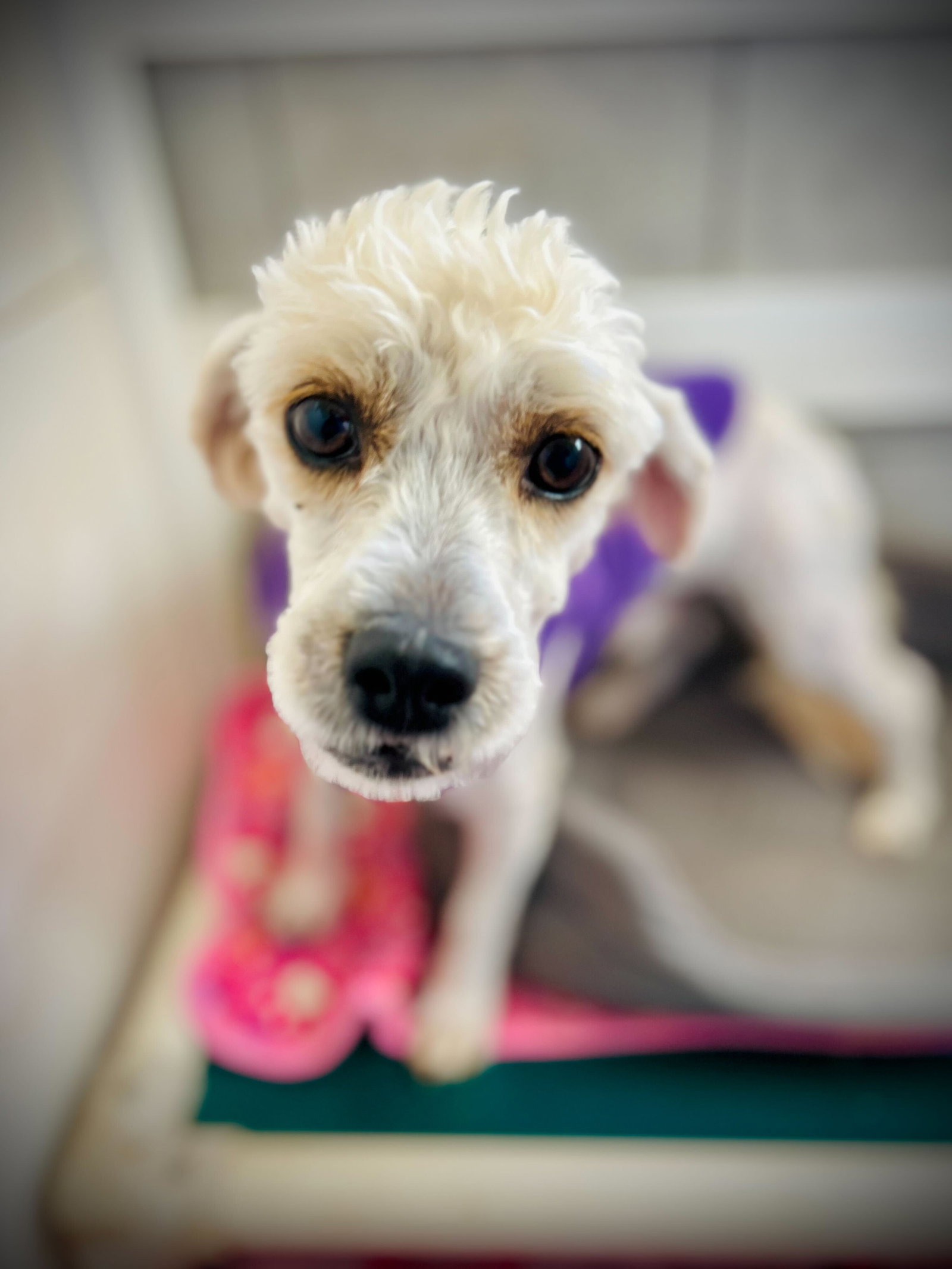 Photo 4 of 4 — Diego Jan 26
