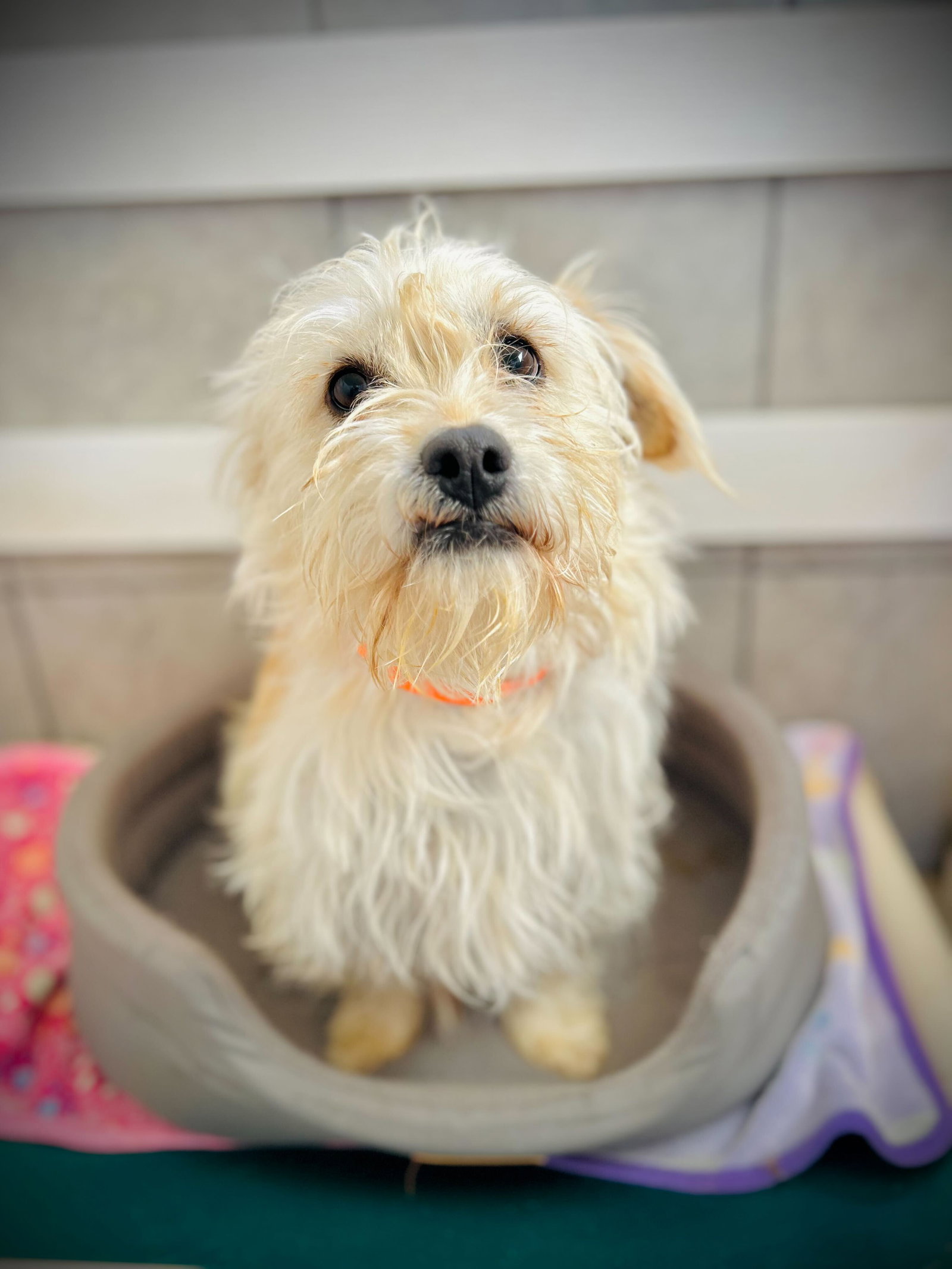Dog Image