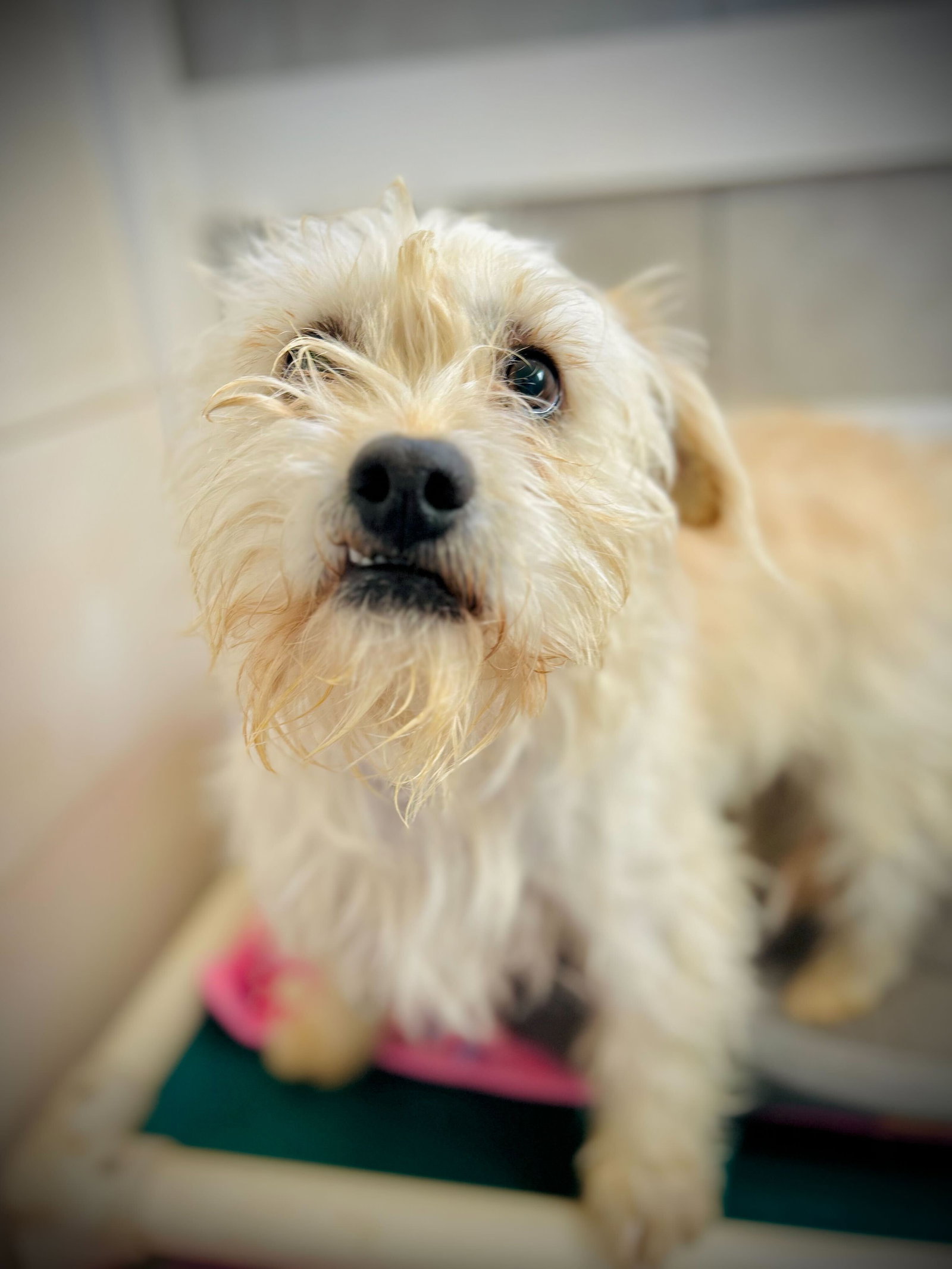 Dog Image