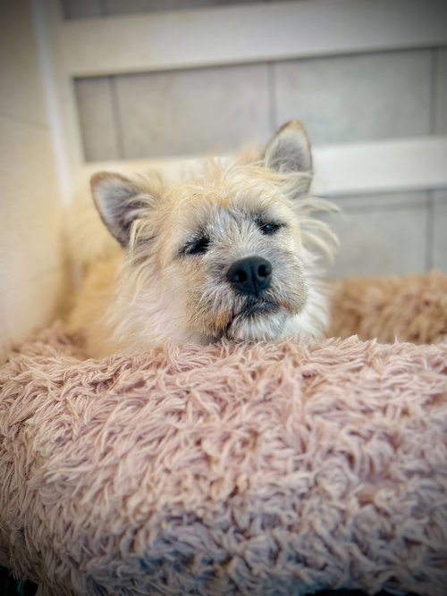 picture of the dog needing adoption