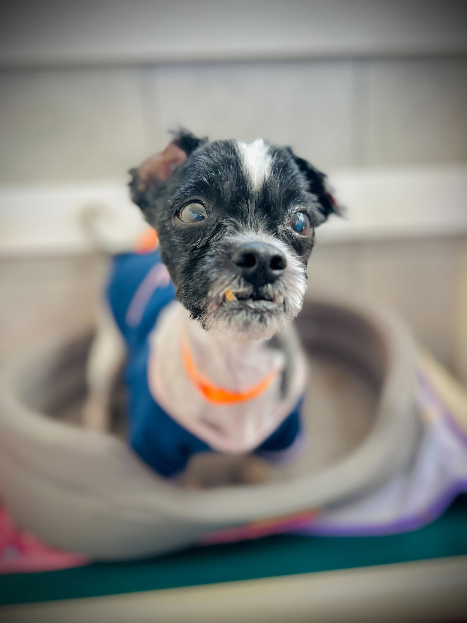 Dog Image