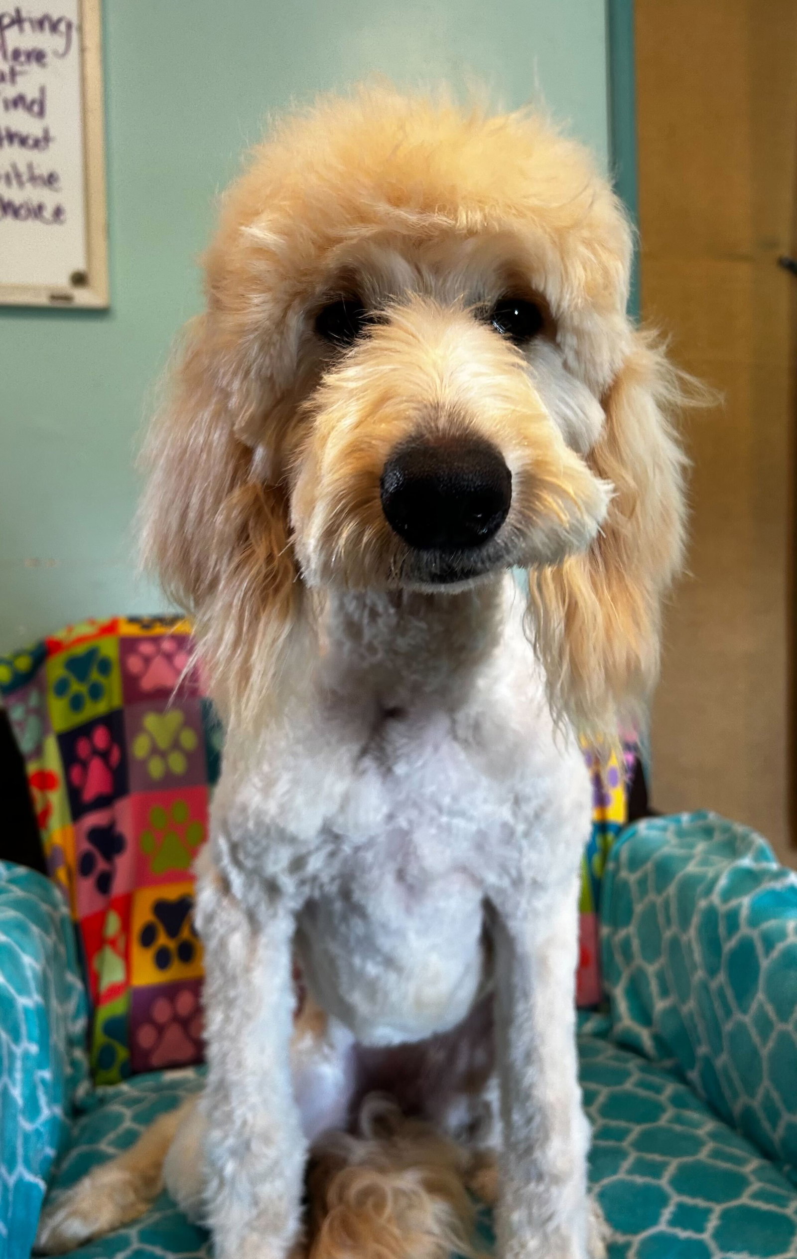 Photo 3 of 9 — Chloe Feb 26
