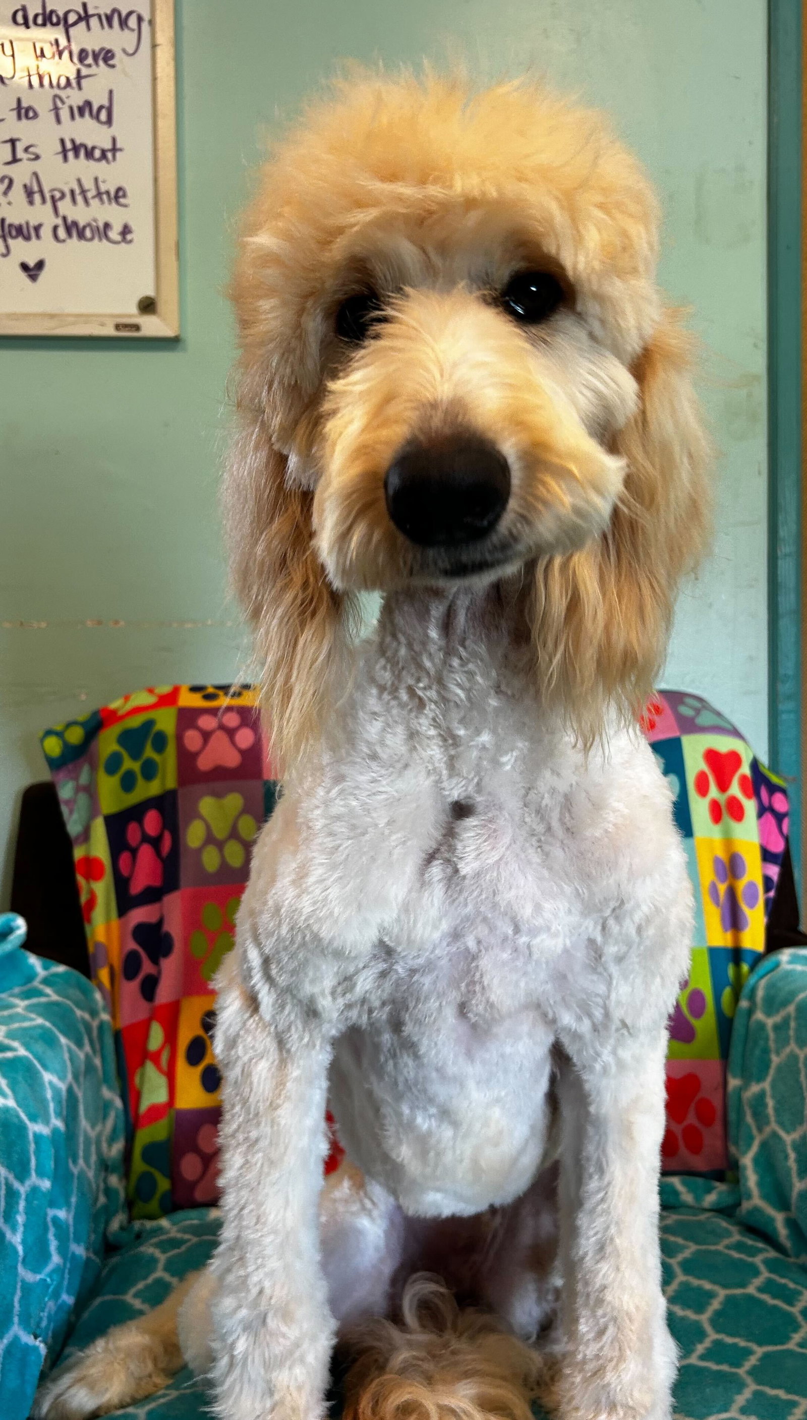 Photo 9 of 9 — Chloe Feb 26
