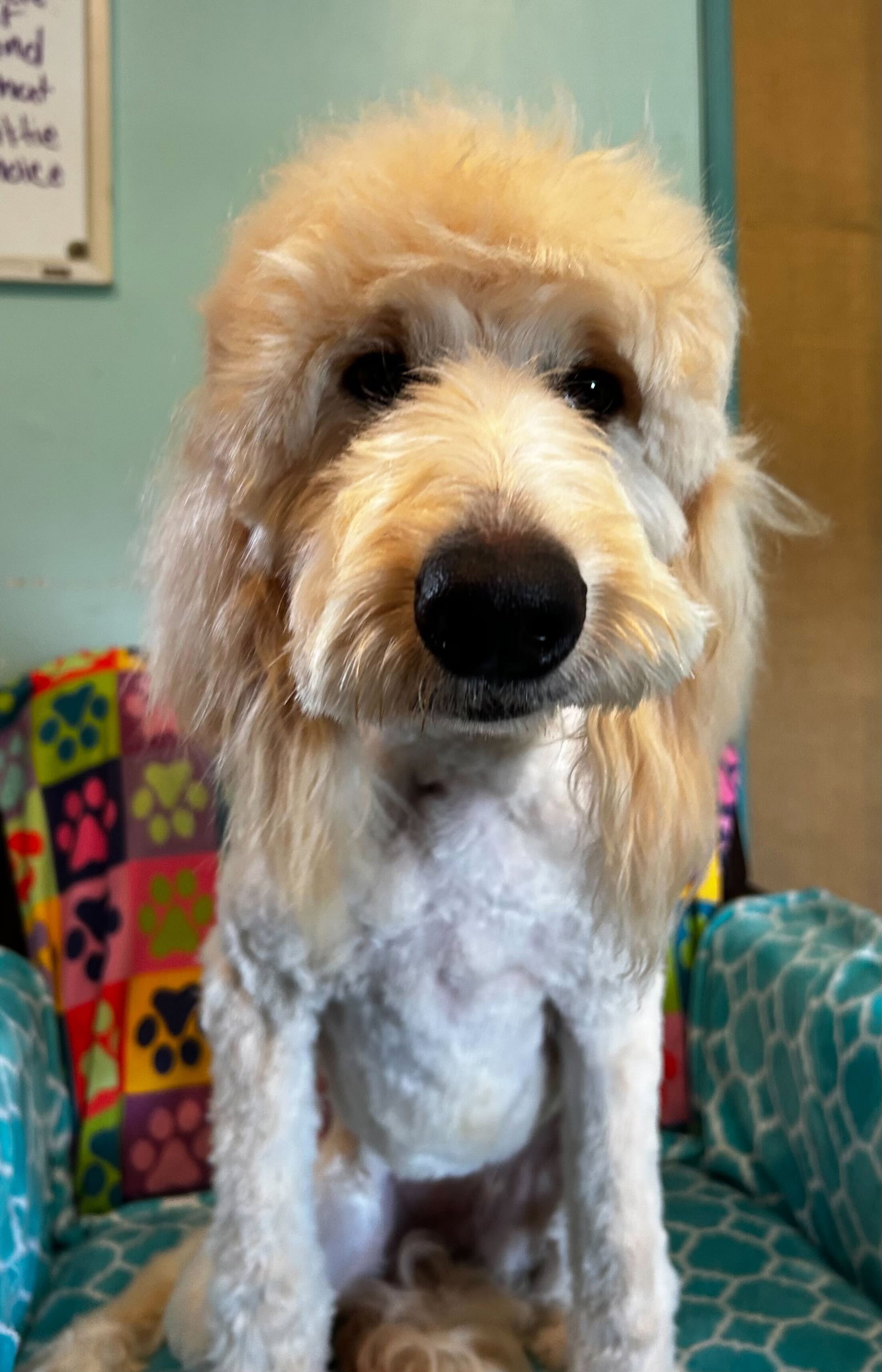 Photo 4 of 9 — Chloe Feb 26