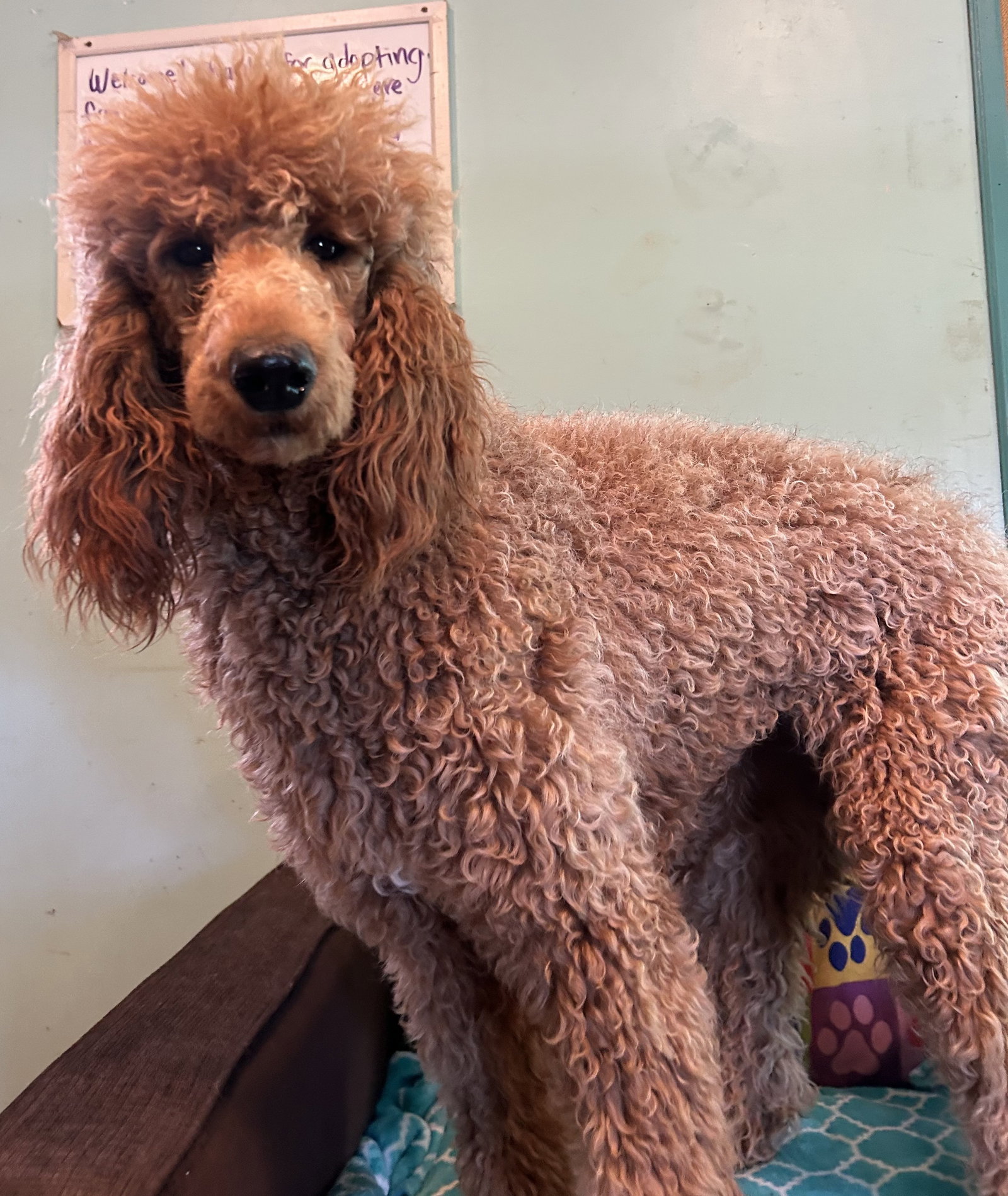 Photo 5 of 7 — Frannie Feb 26