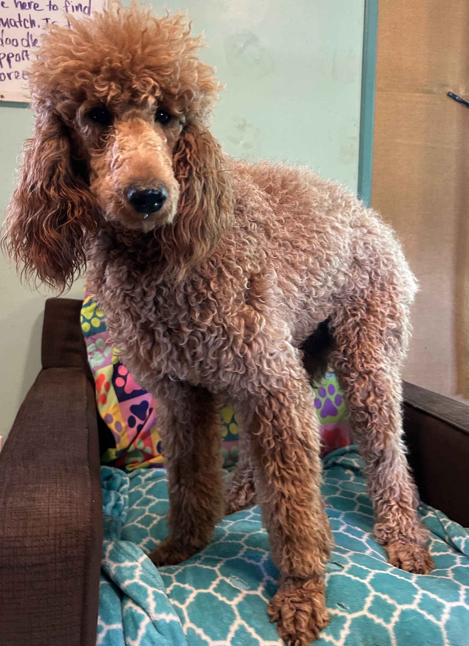 Photo 6 of 7 — Frannie Feb 26