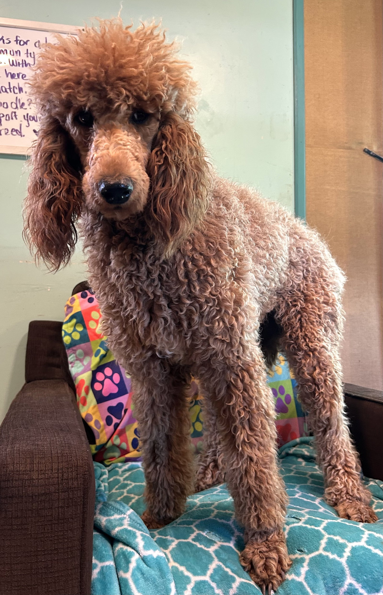Photo 7 of 7 — Frannie Feb 26