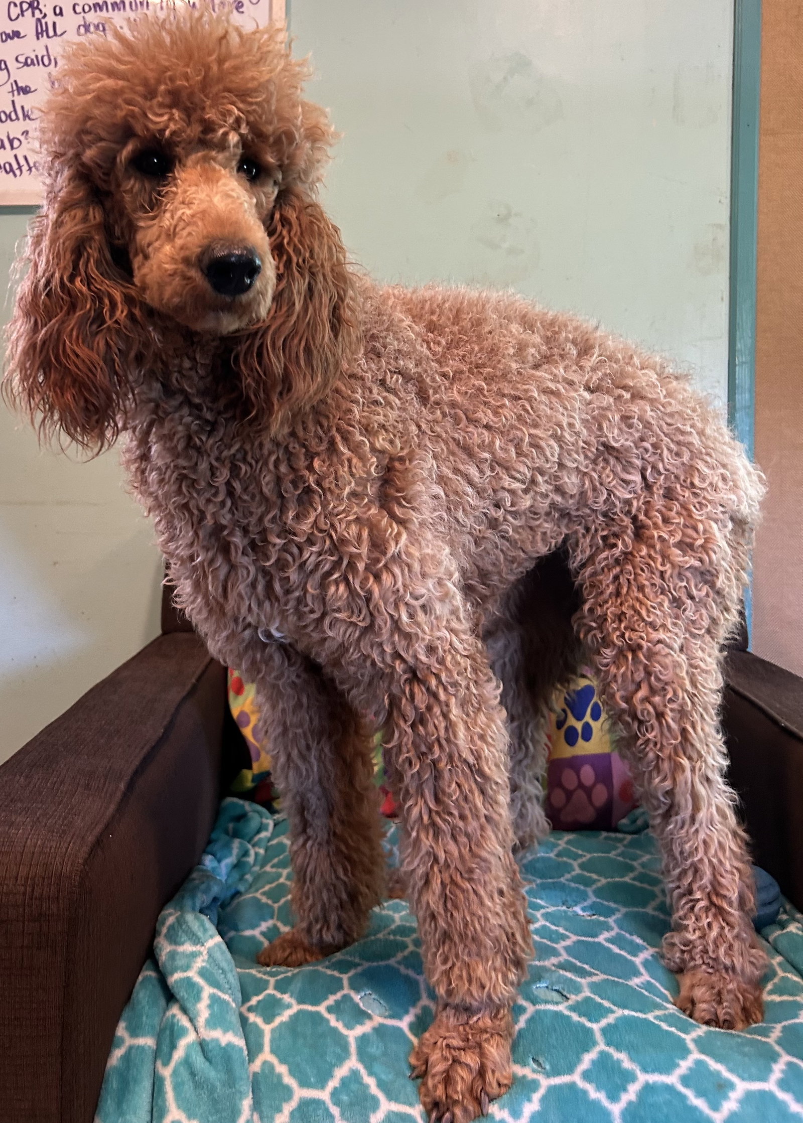 Photo 4 of 7 — Frannie Feb 26