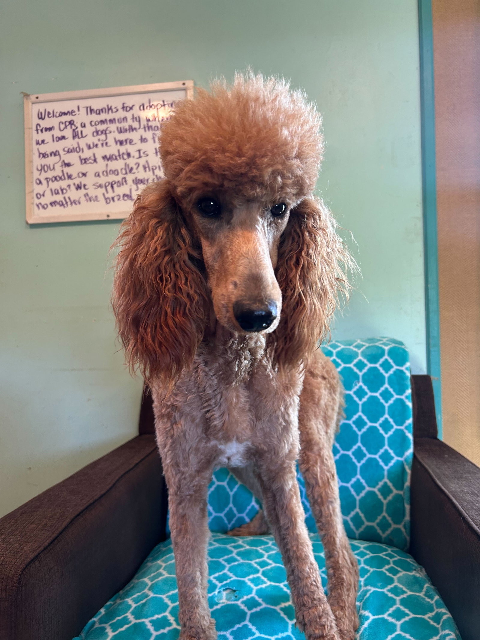 Photo 3 of 7 — Frannie Feb 26