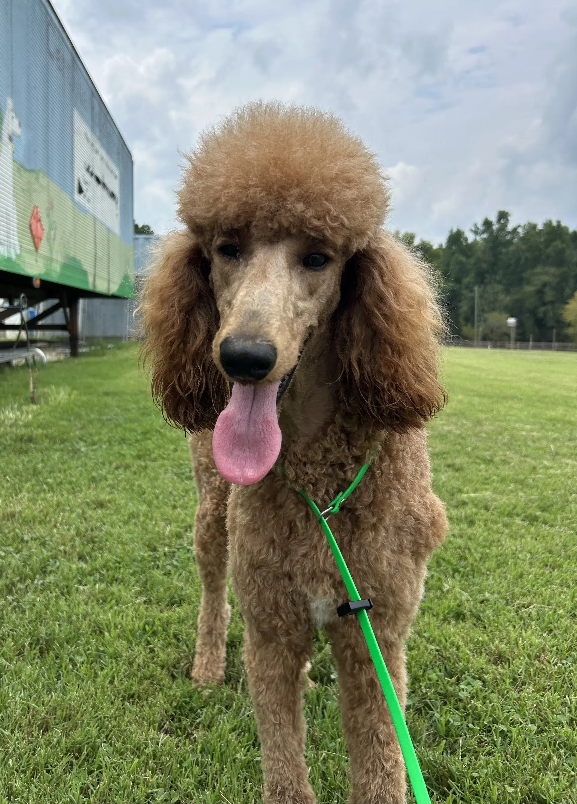 Bella Feb - Poodle (Standard)