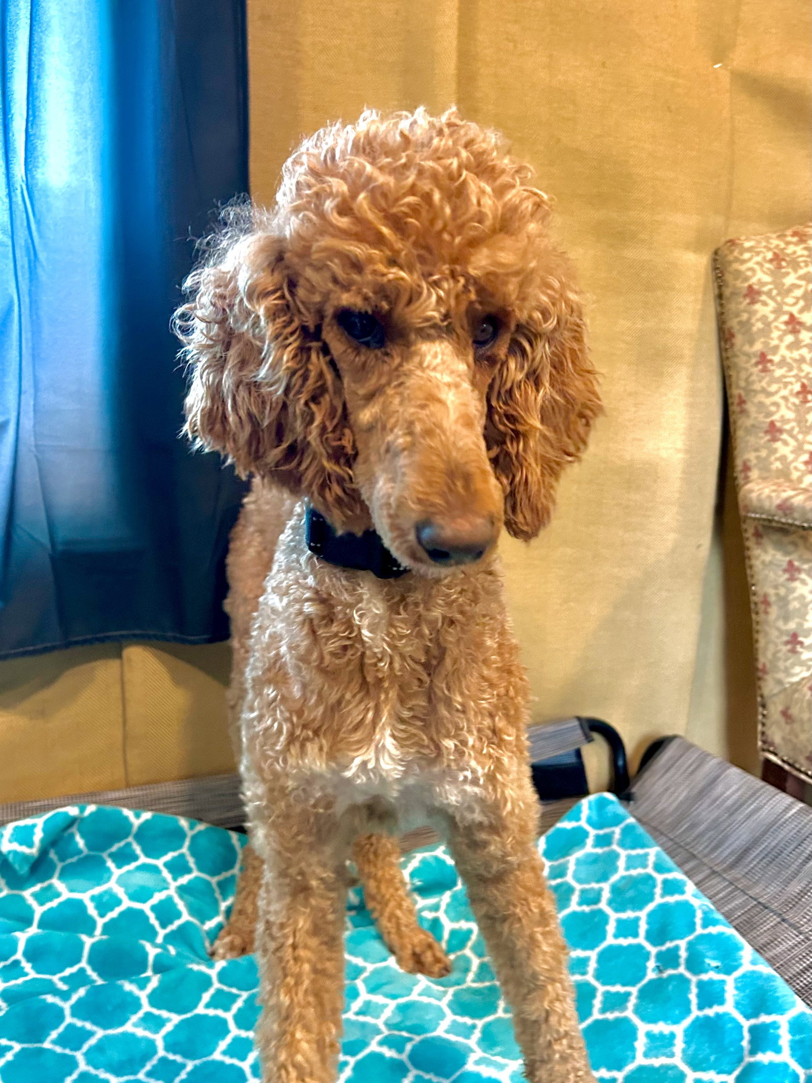 Photo 2 of 7 — Layla Feb 26