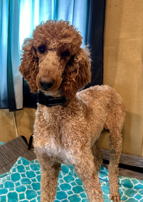 Layla Feb 26, an adoptable Poodle in Pacolet, SC