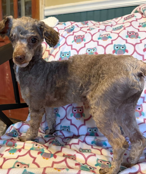 picture of the dog needing adoption