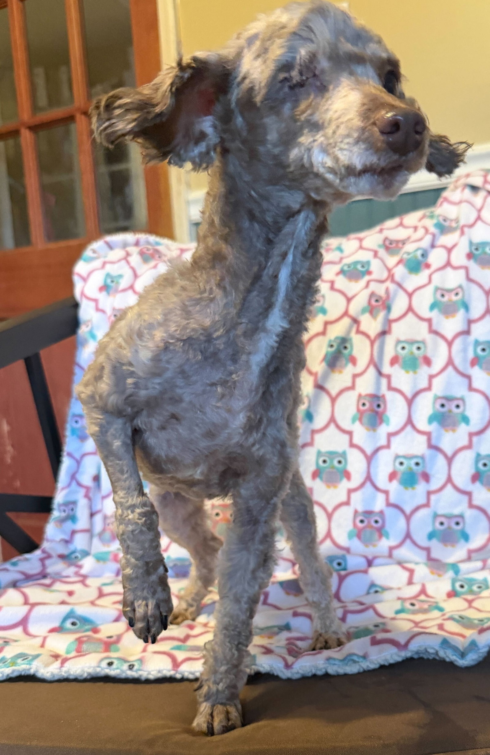 Dog Image