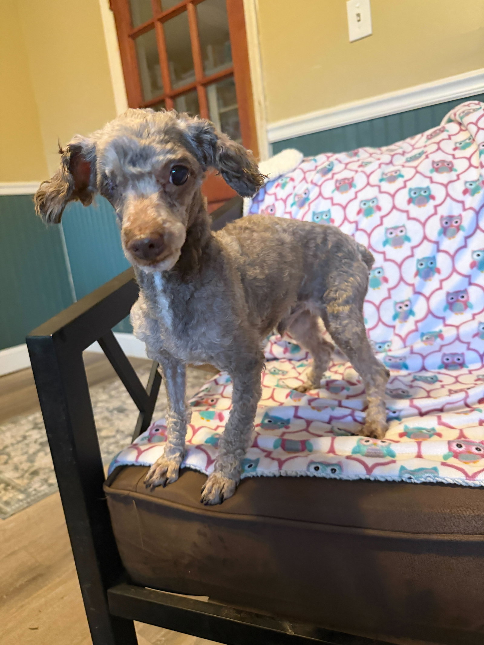 Dog Image