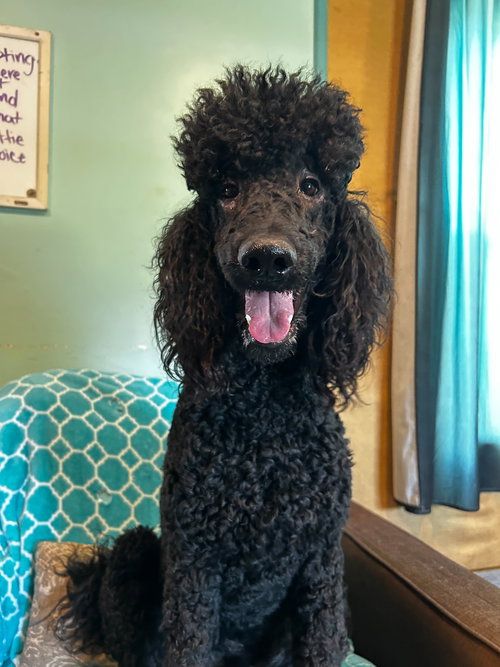Wyatt Feb 26, an adoptable Poodle in Pacolet, SC