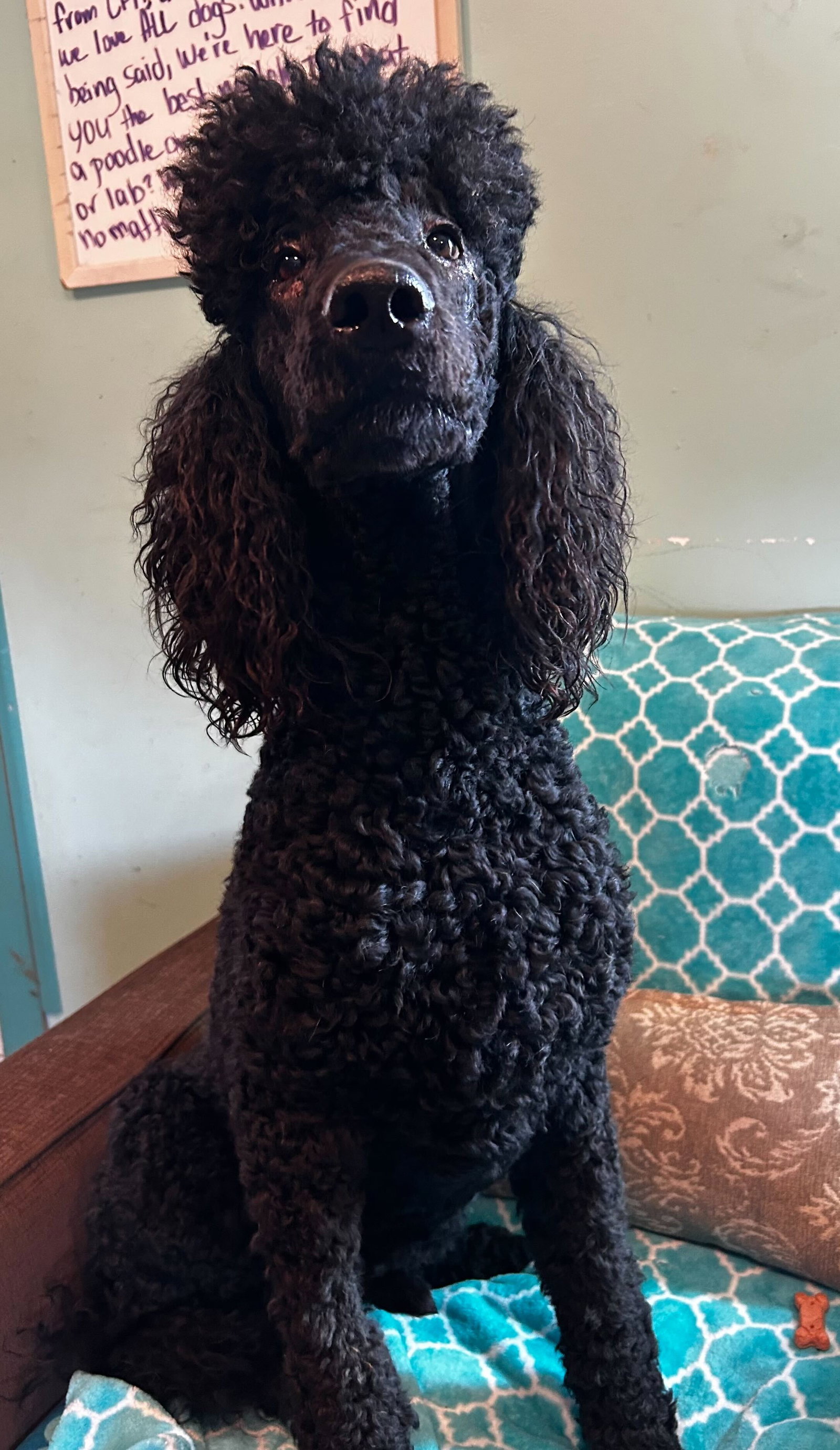 Photo 7 of 8 — Wyatt Feb 26