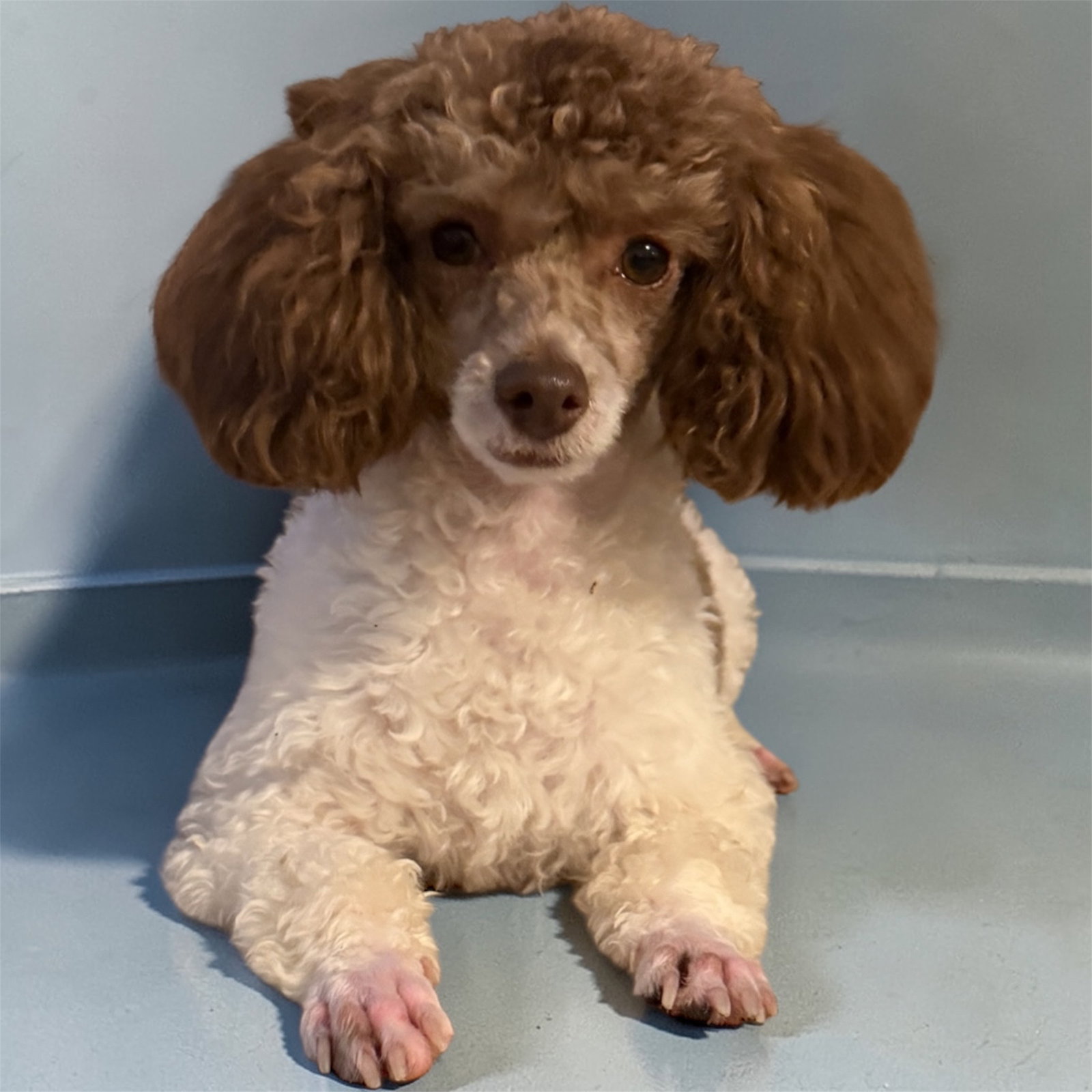 Photo 1 of 5 — Cocoa Mocha Scout Feb 26