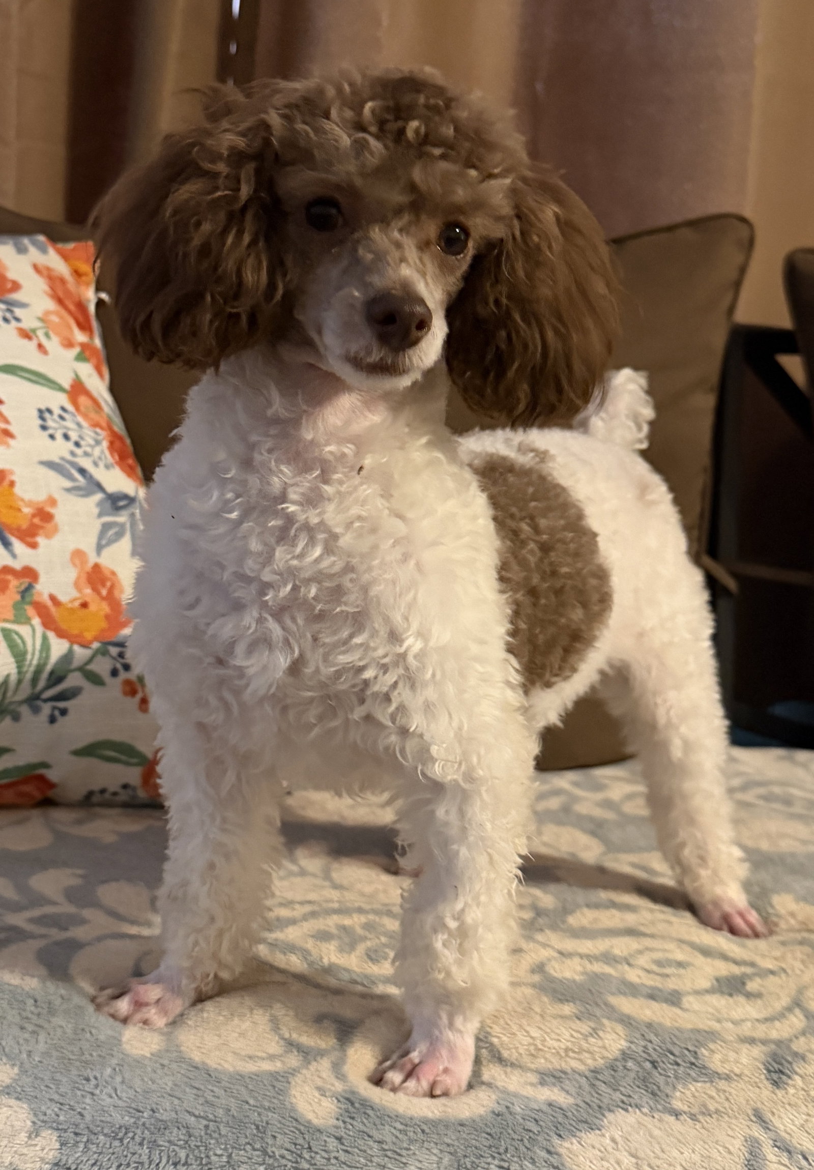 Photo 2 of 5 — Cocoa Mocha Scout Feb 26