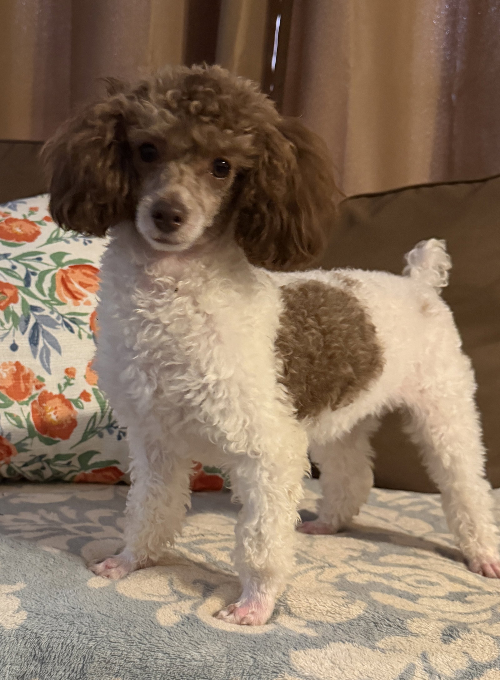 Photo 3 of 5 — Cocoa Mocha Scout Feb 26