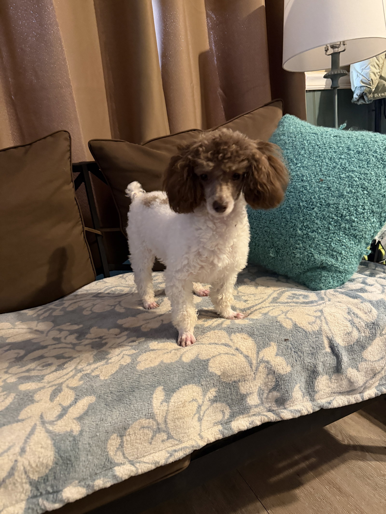 Photo 5 of 5 — Cocoa Mocha Scout Feb 26