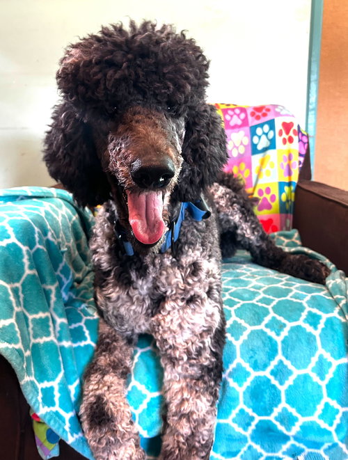 Magnus Feb 26, an adoptable Poodle in Pacolet, SC