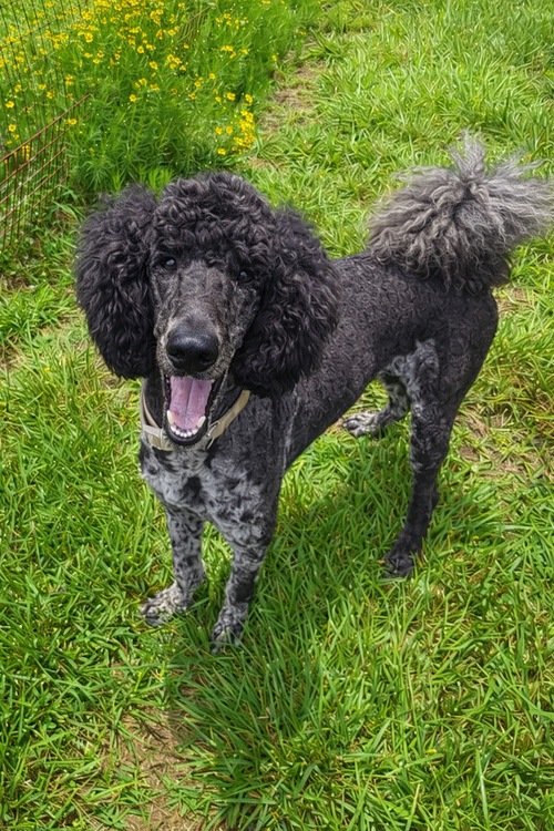 Magnus Feb 26, an adoptable Poodle in Pacolet, SC