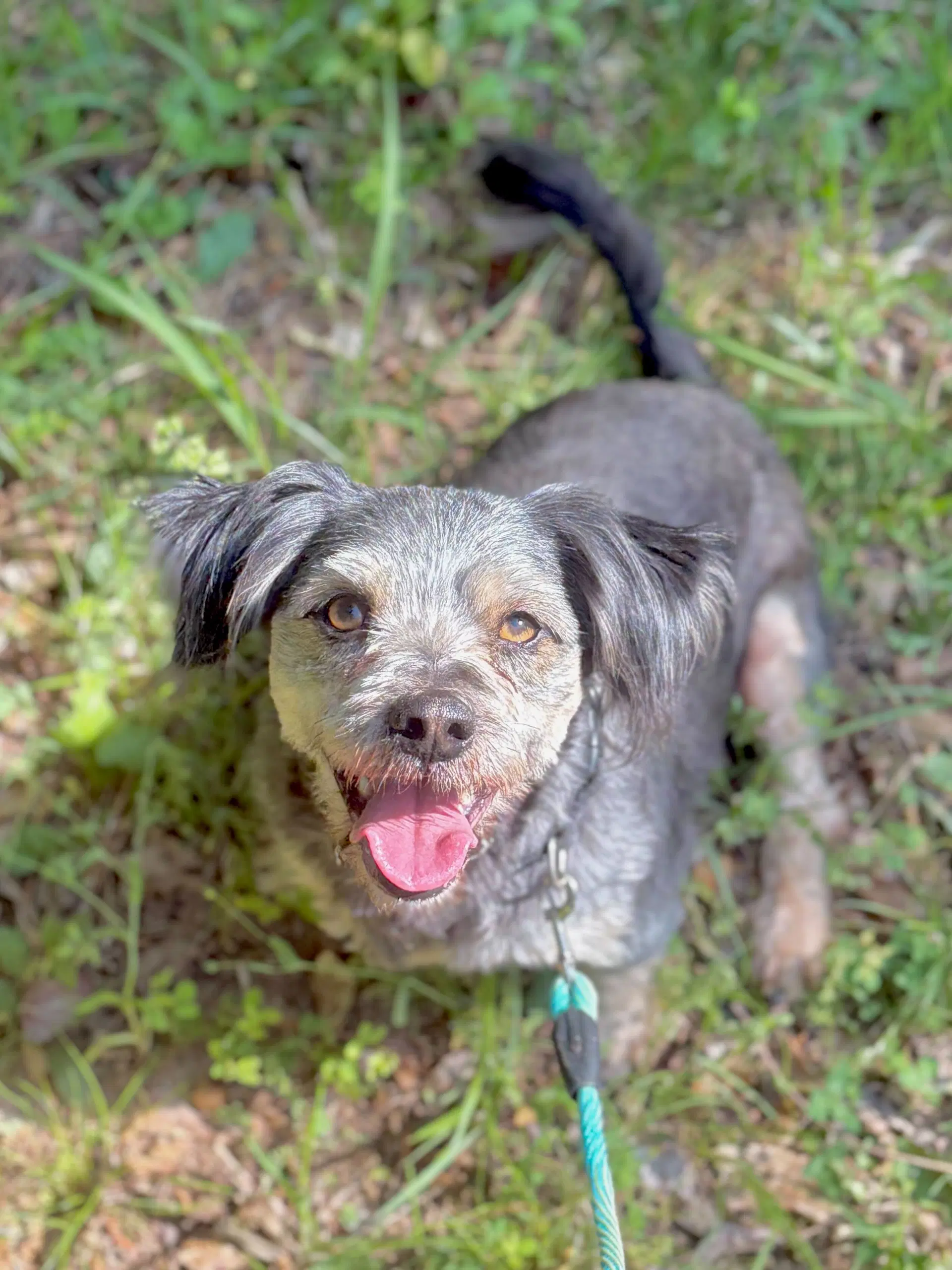 Casper Mar - Schnauzer