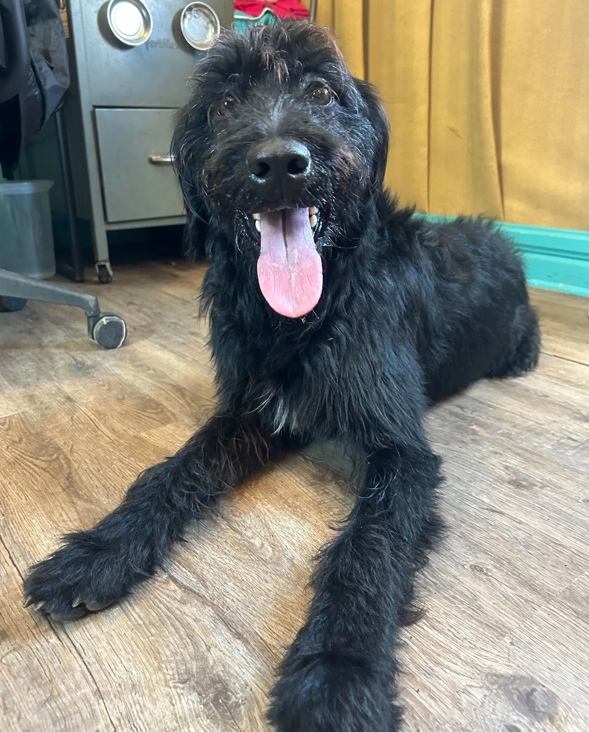 Meatball Mar - Poodle (Standard)