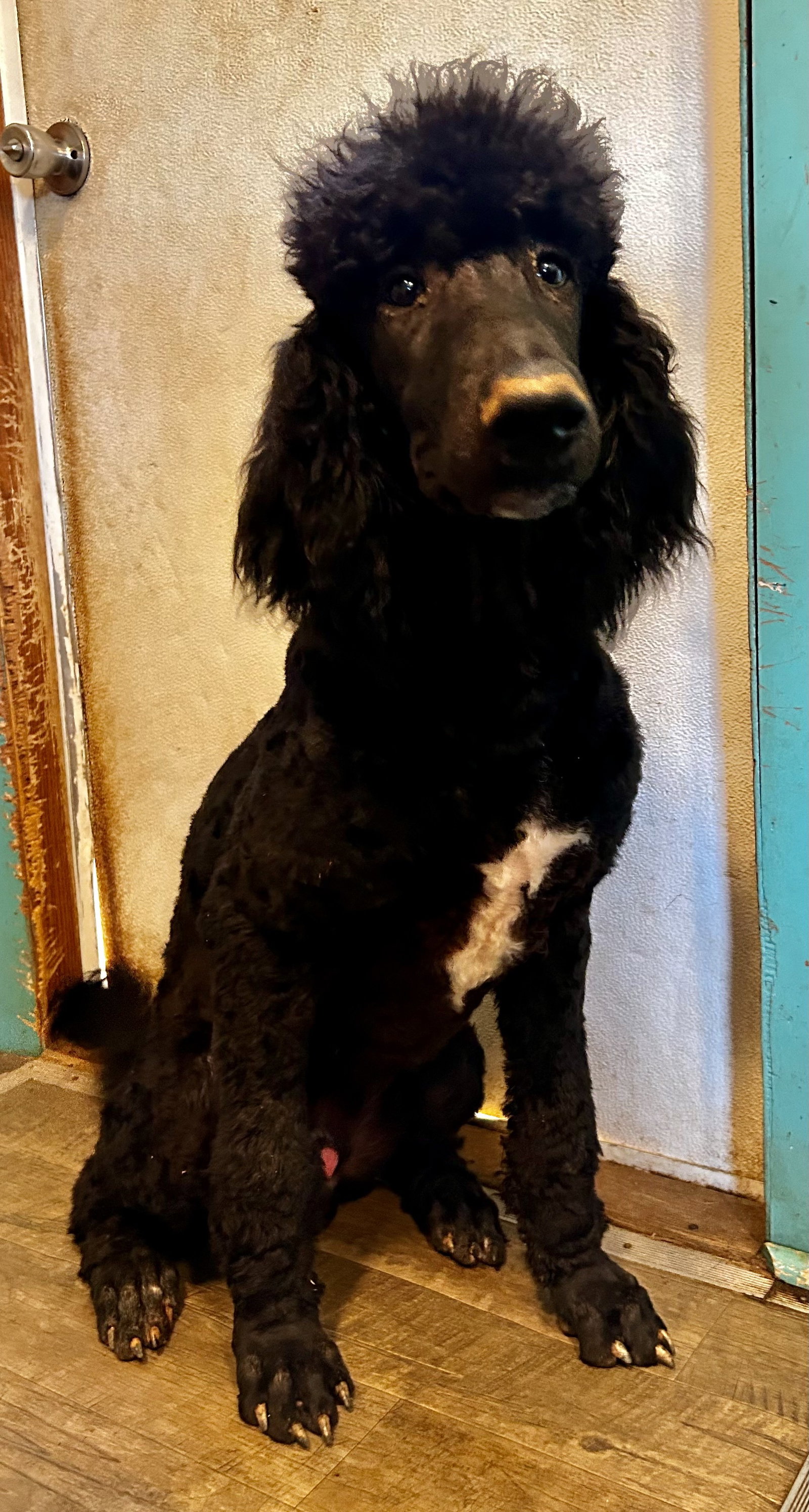 <strong> Jesse Mar 26</strong> <br/> <small>Poodle (Standard) / Mixed (long coat)</small>