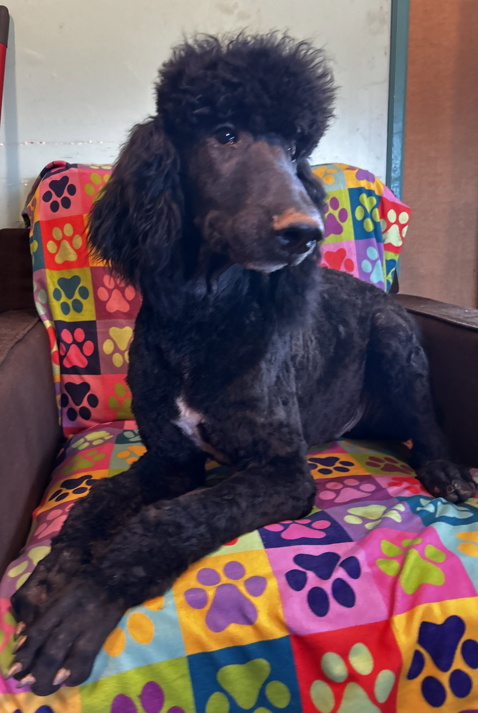 Dog Image