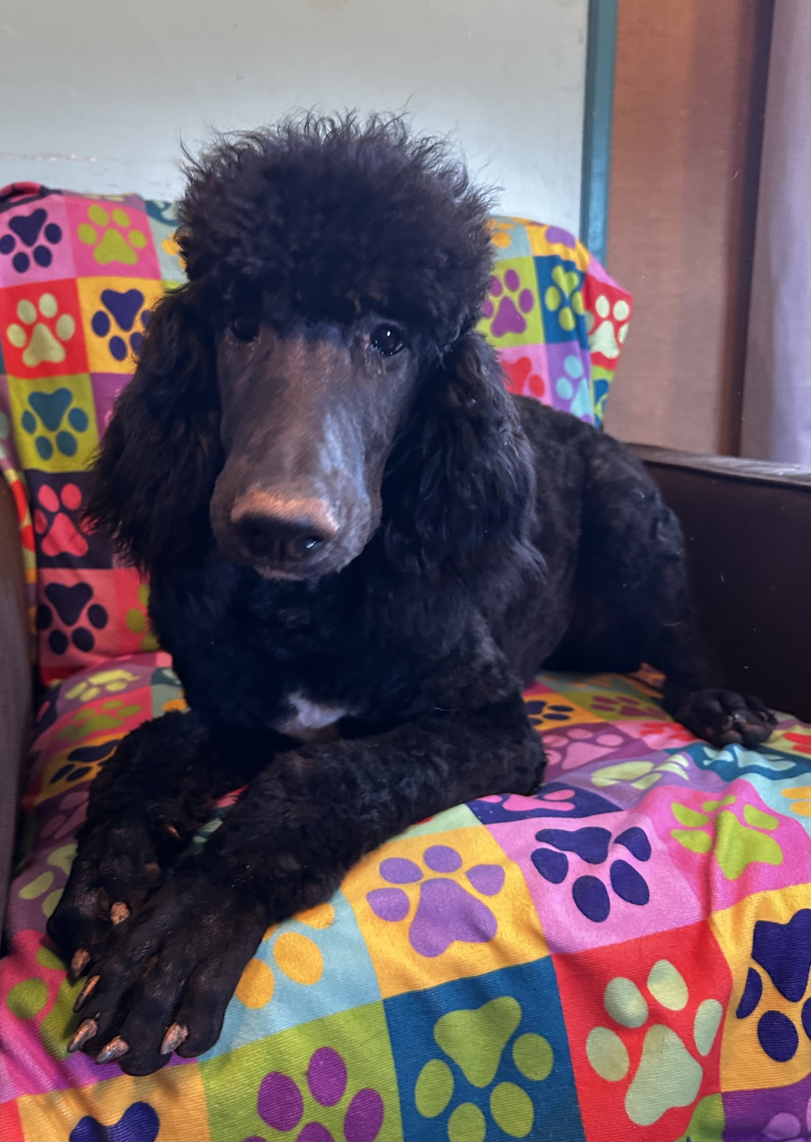 Dog Image