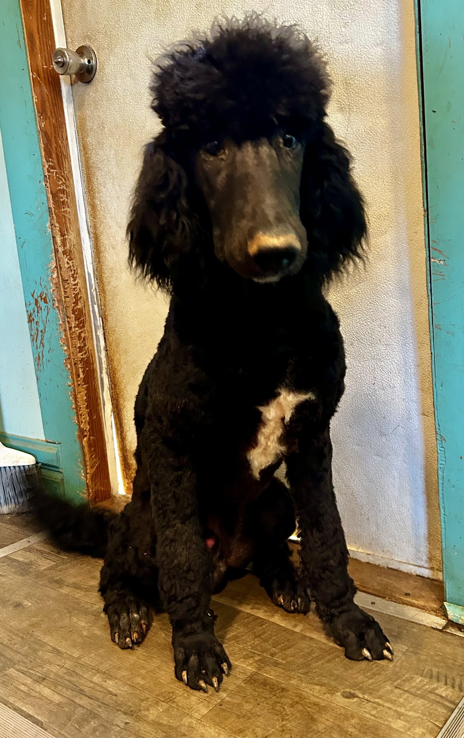 Dog Image
