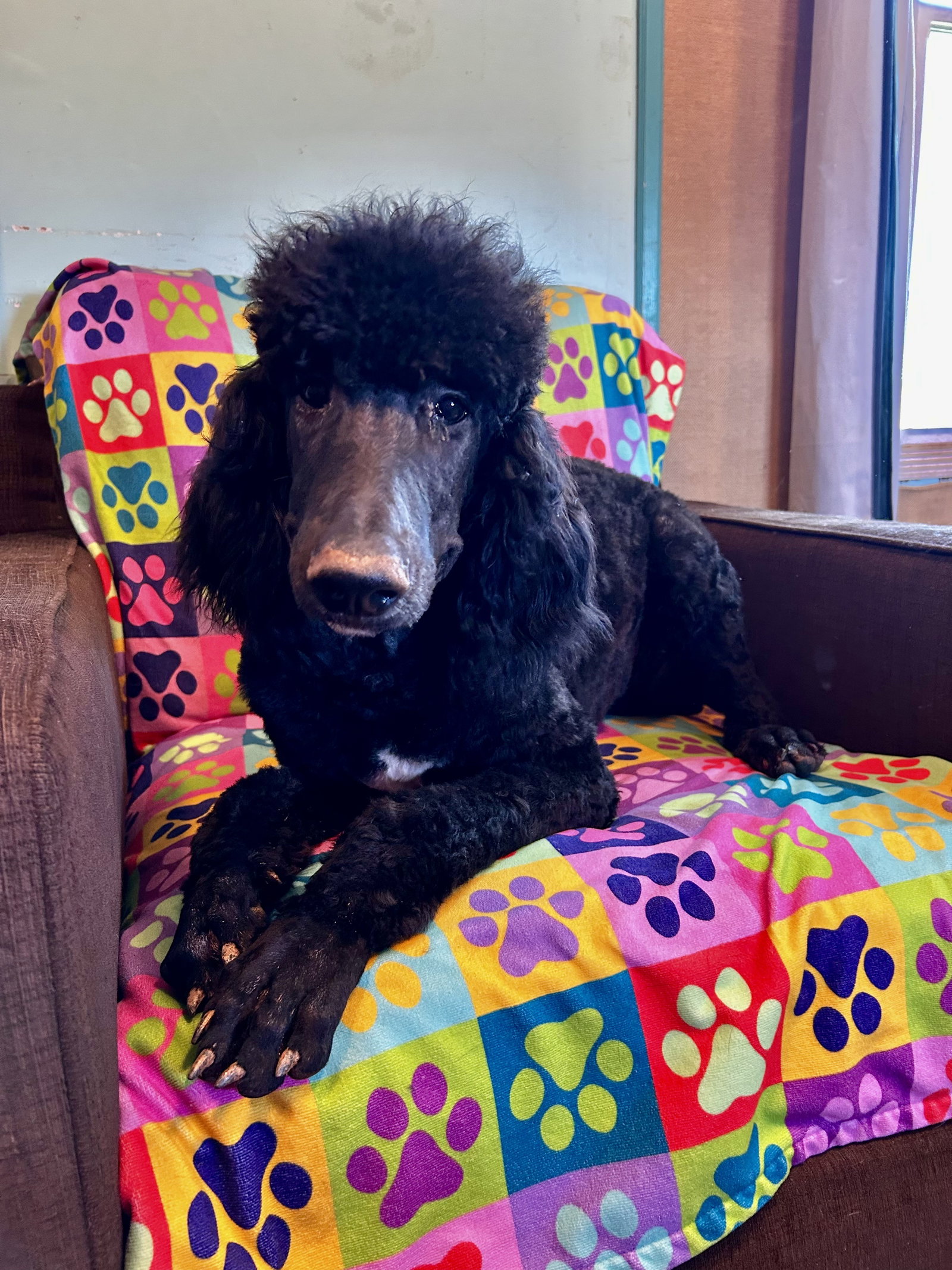 Dog Image