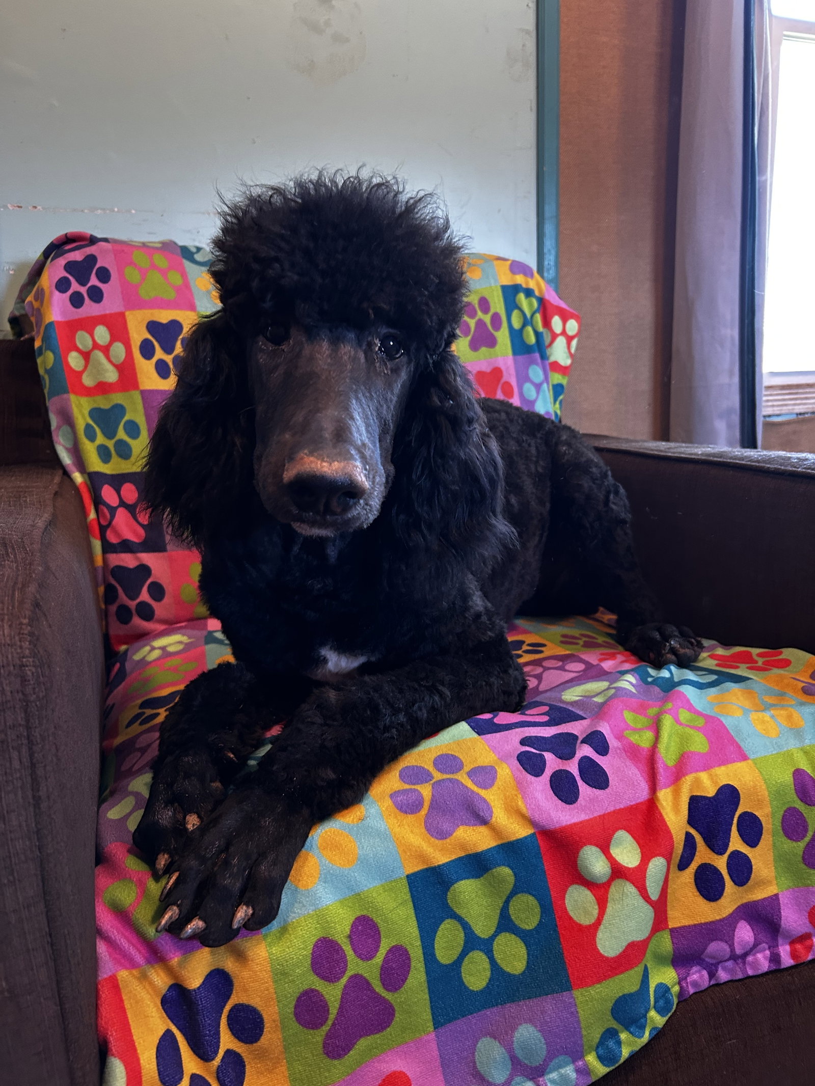 Dog Image