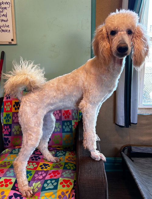 Cinnamon Mar 26, an adoptable Poodle in Pacolet, SC