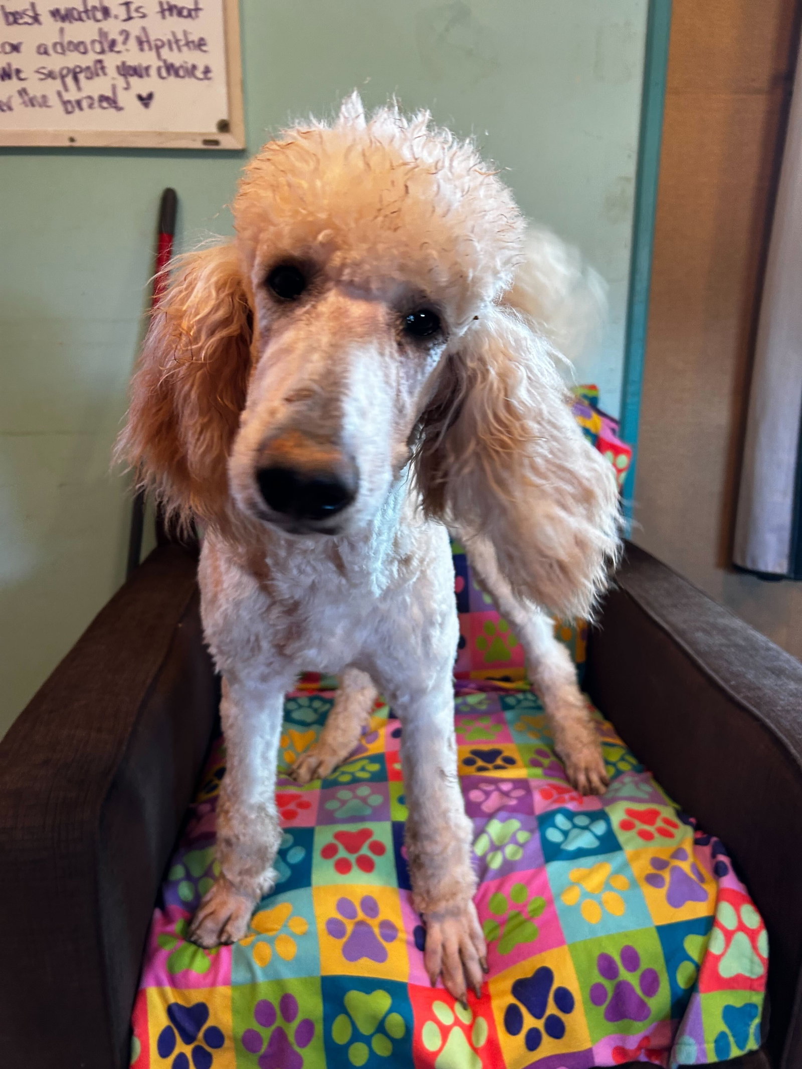 Dog Image