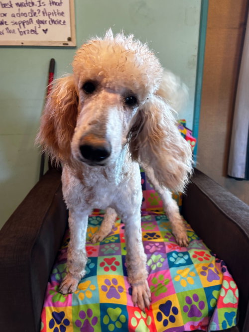 CINNAMON MAR 26 - Poodle (Standard) available for adoption