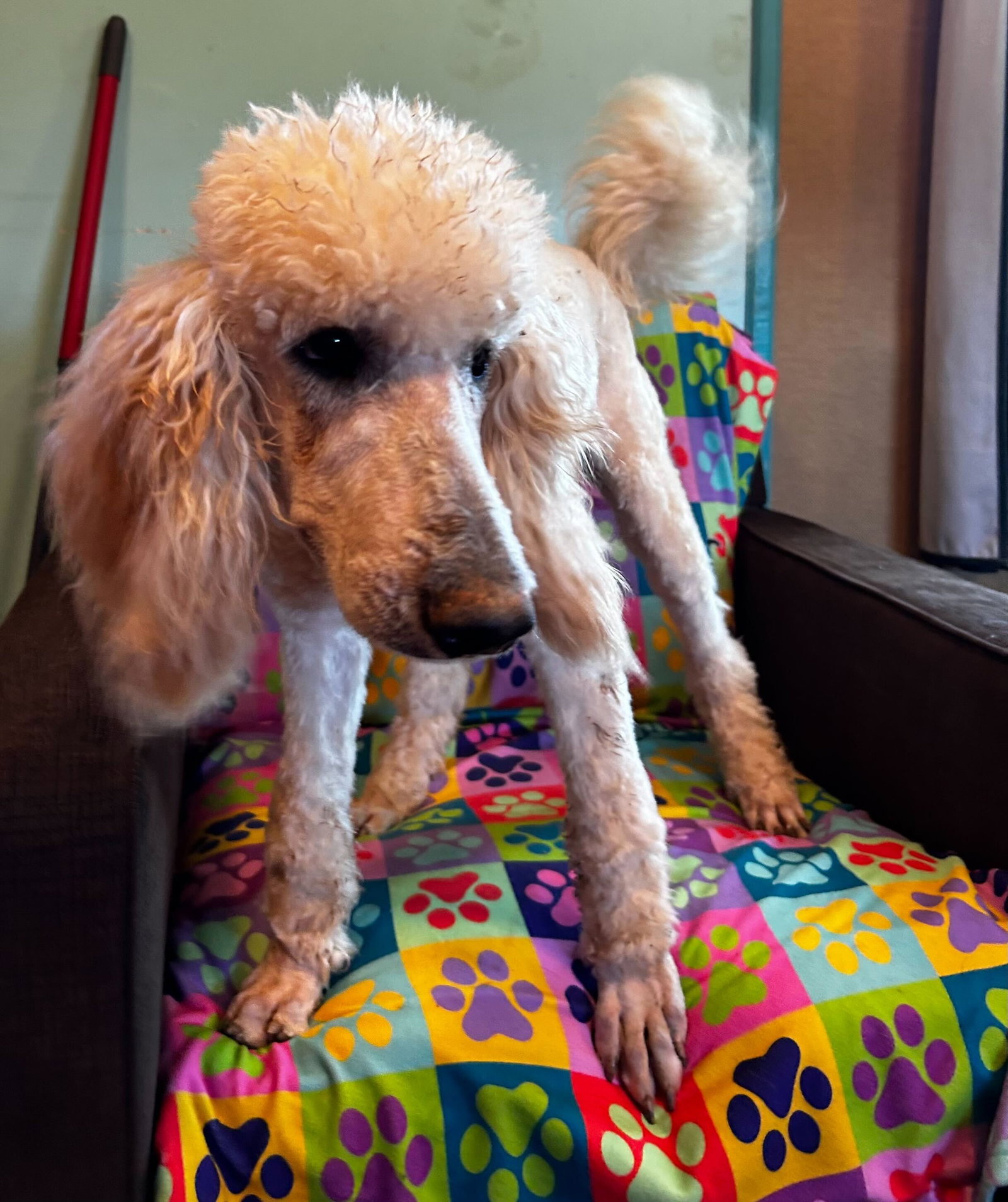 Dog Image