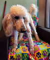 Cinnamon Mar 26 - Photo 3