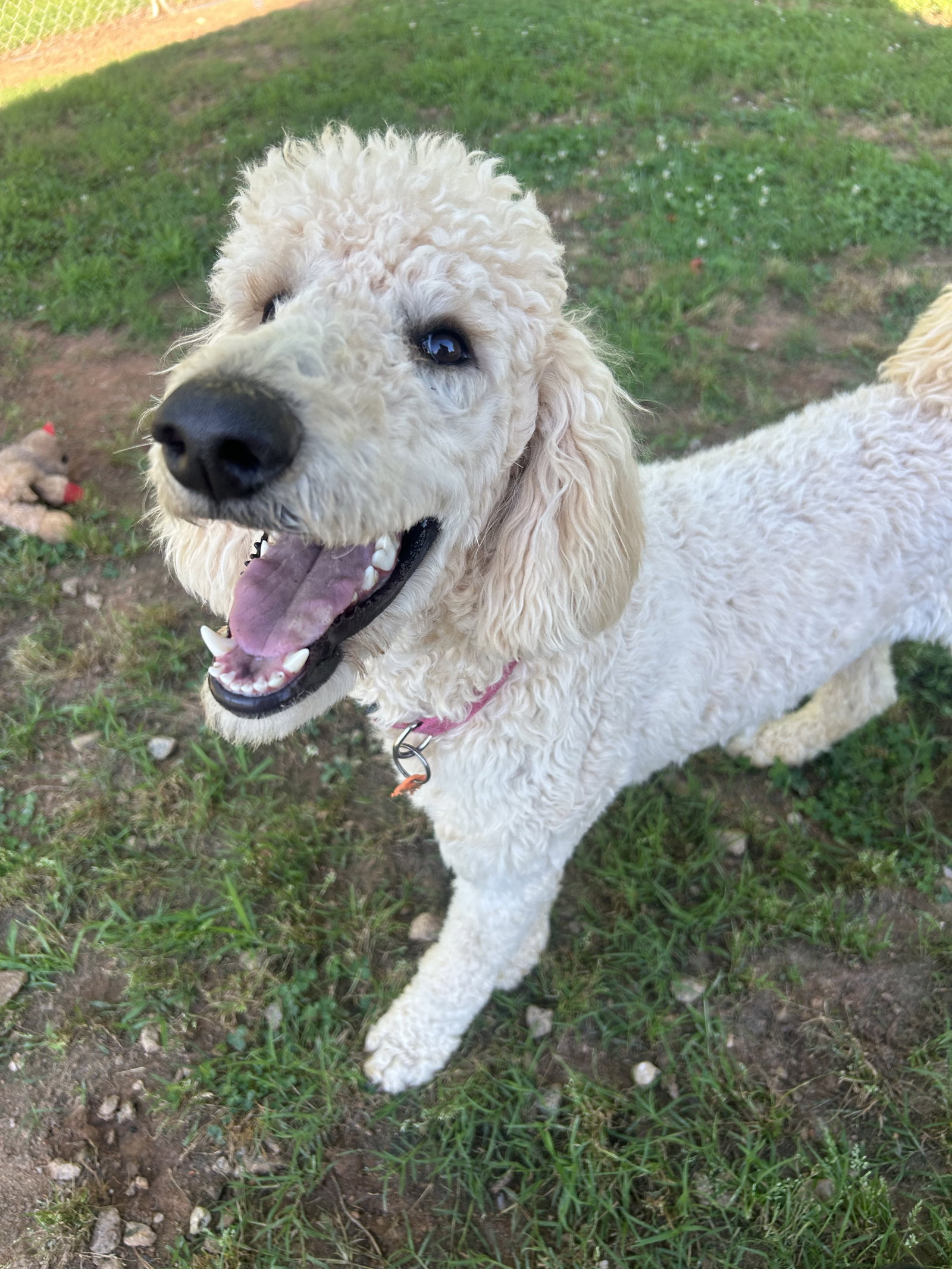Photo 6 of 6 — Cinnamon Mar 26