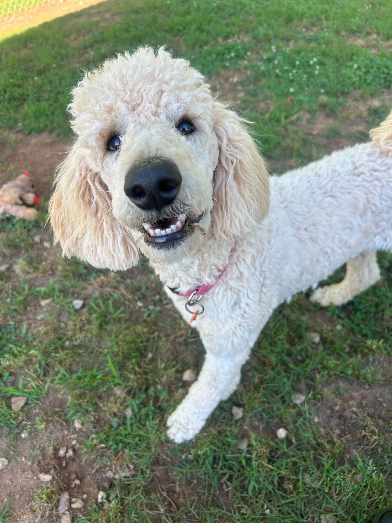 Photo 2 of 6 — Cinnamon Mar 26