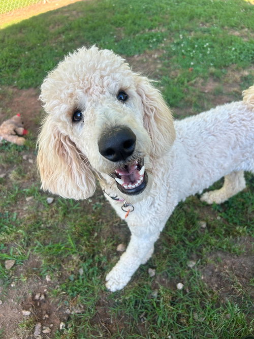 Cinnamon Mar 26, an adoptable Poodle in Pacolet, SC