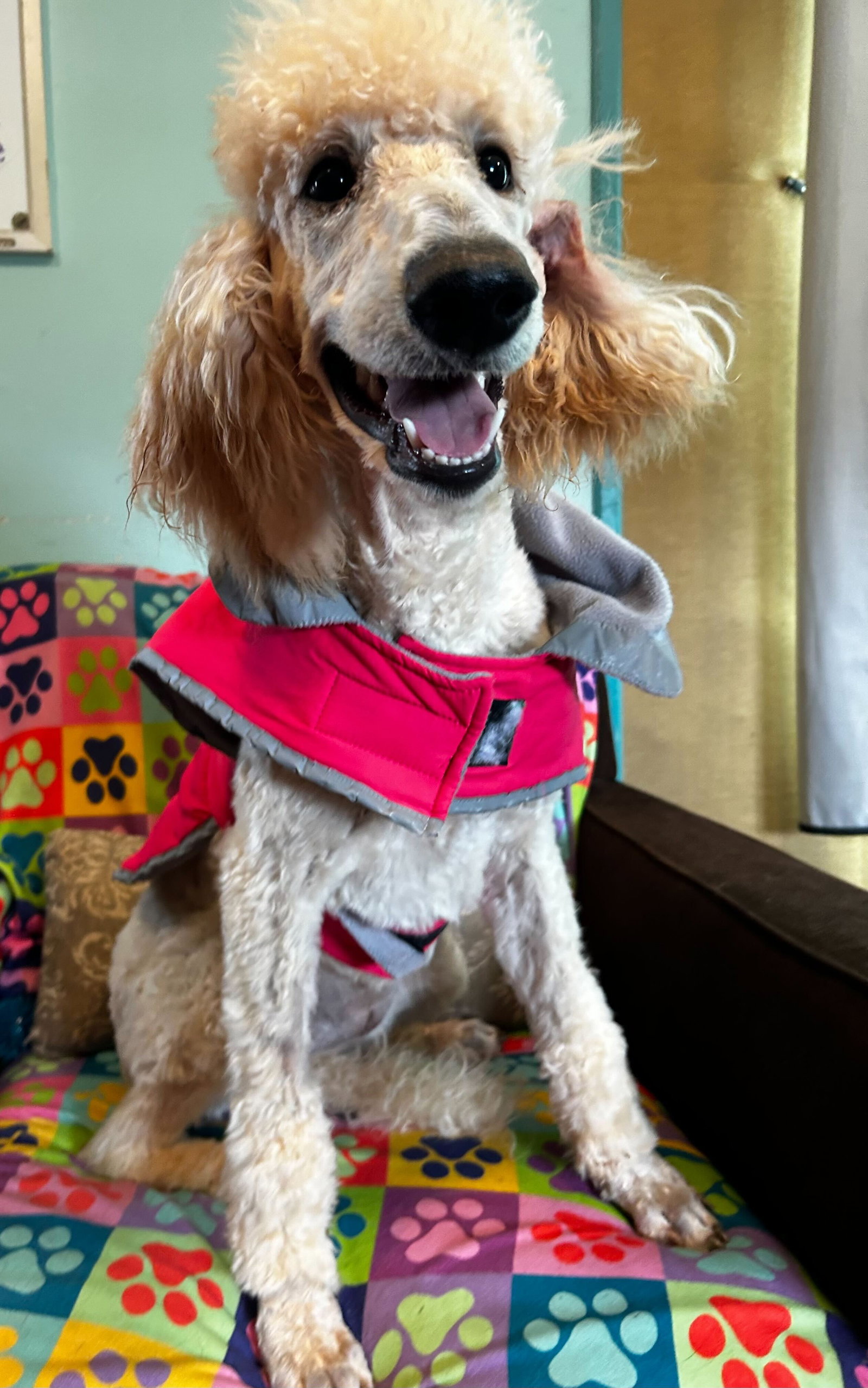 Photo 6 of 8 — Ginger Mar 26
