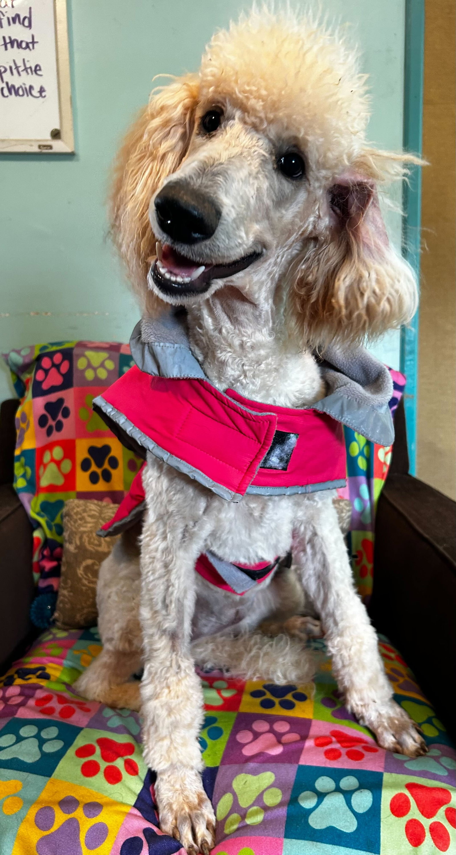 Photo 7 of 8 — Ginger Mar 26