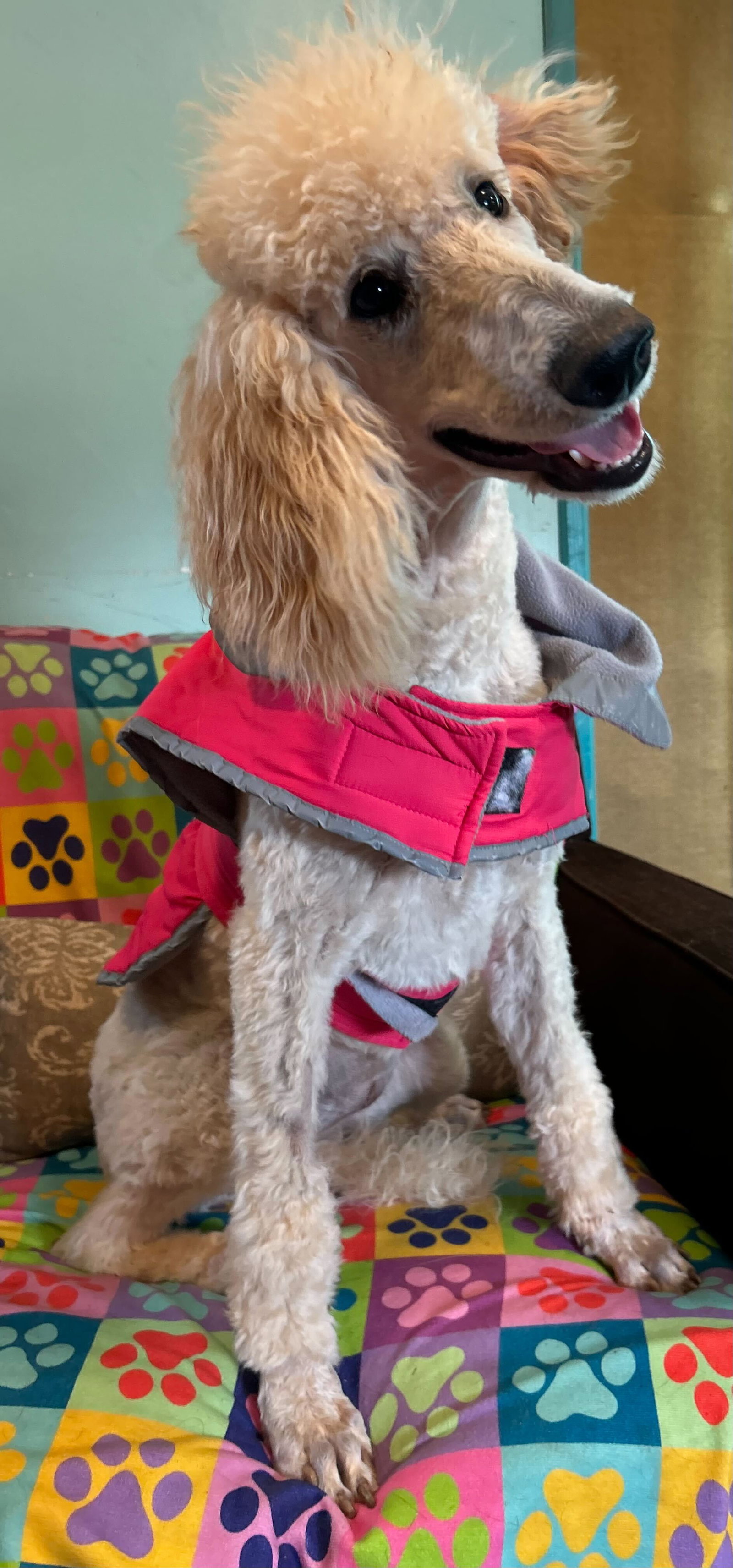 Photo 5 of 8 — Ginger Mar 26
